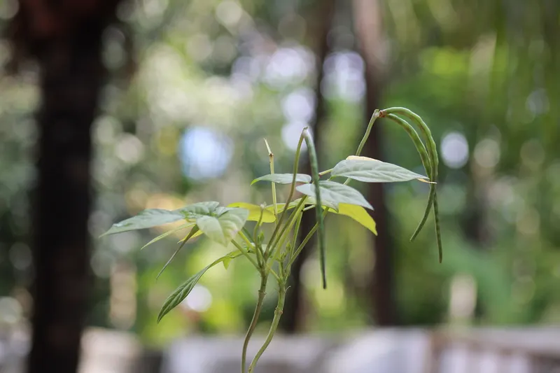 Red Noodle yardlong bean plant showing foliage and plant structure.