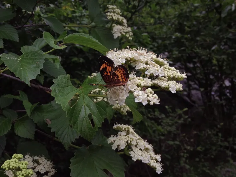 Arrowwood viburnum showing leafy branches, flowers, and berries where visible.