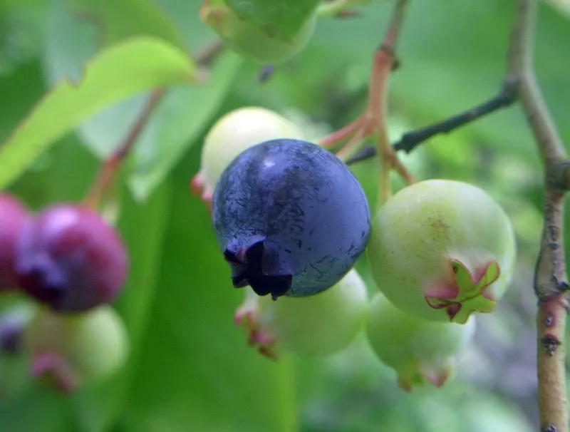 Blueberries ripening on leafy shrub stems.