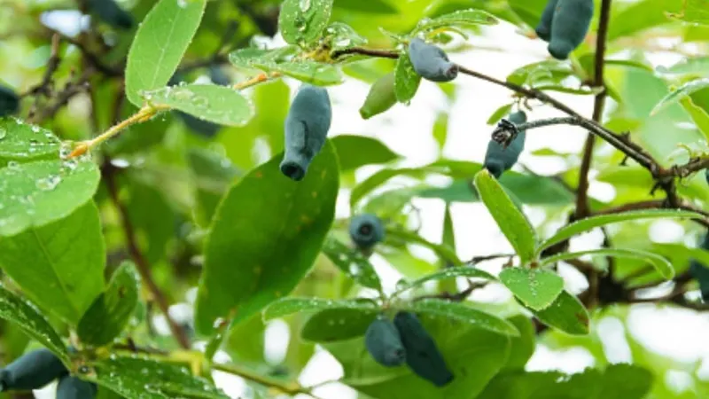 Honeyberry fruit ripening among green leaves.