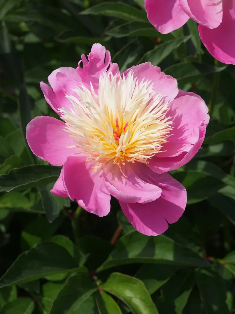 Bowl of Beauty peony plant showing foliage and plant structure.