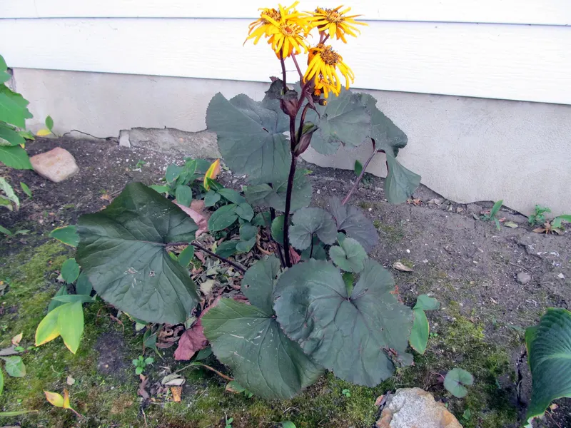 Britt Marie Crawford ligularia plant showing foliage and plant structure.