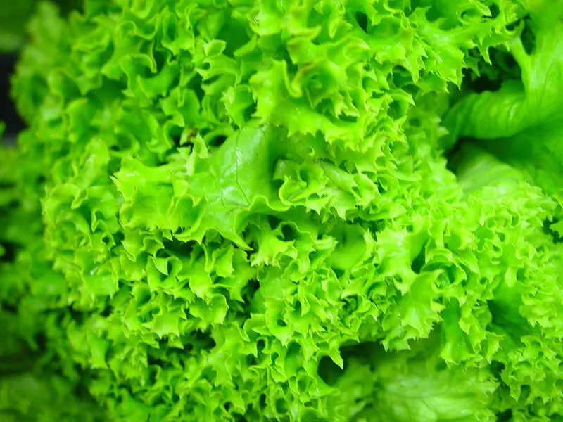 Lettuce plant showing leafy rosette growth.