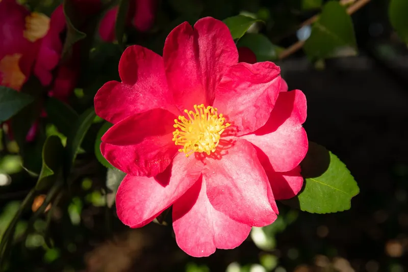 Sasanqua camellia shrub showing foliage and plant structure.