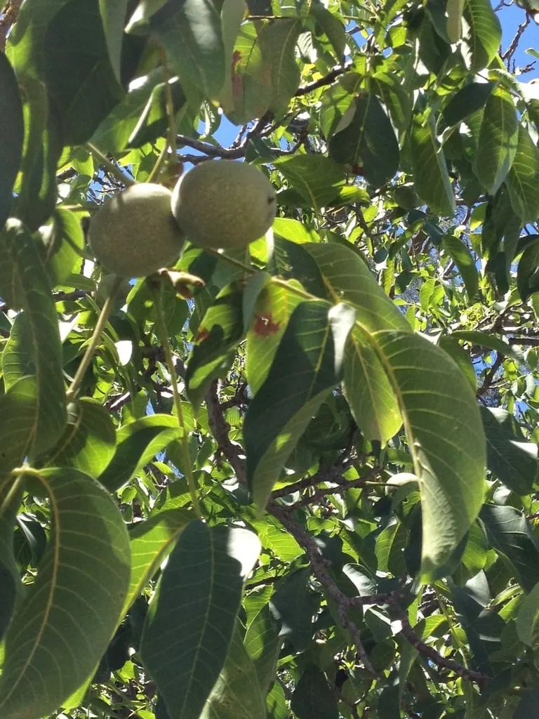 English walnut fruit growing among leaves.