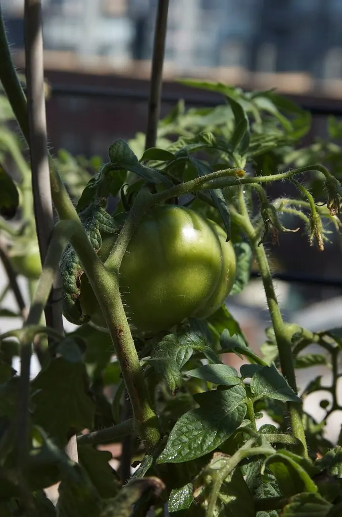 Tomatillo shown with a representative plant photo from a related plant group.
