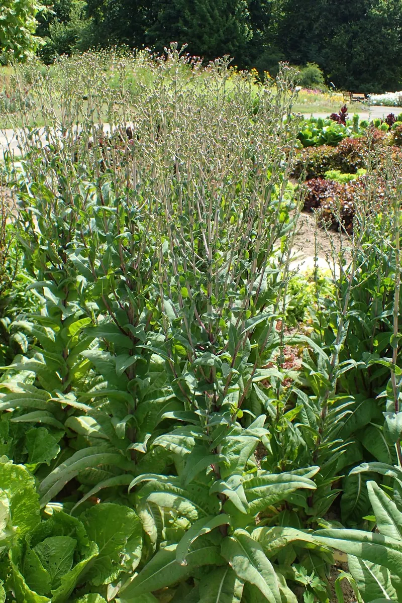 Celtuce stem lettuce plant showing foliage and plant structure.