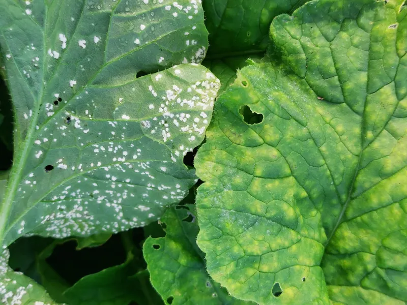 Watermelon radish plant showing foliage and plant structure.