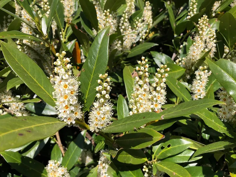 Cherry laurel shrub showing glossy evergreen leaves and white flower clusters.