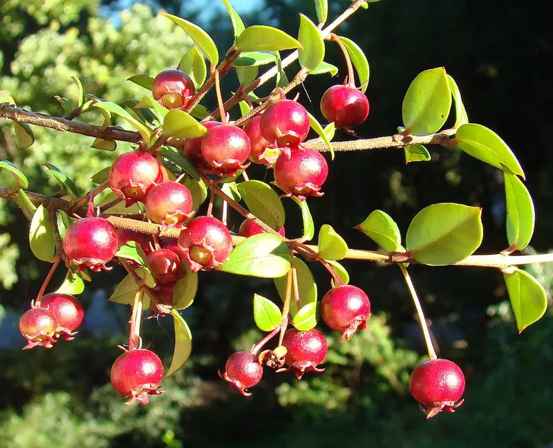 Strawberry guava showing evergreen leaves and round fruit.