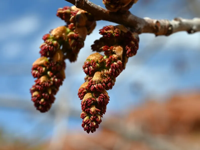 Chinese pistache tree showing foliage and plant structure.