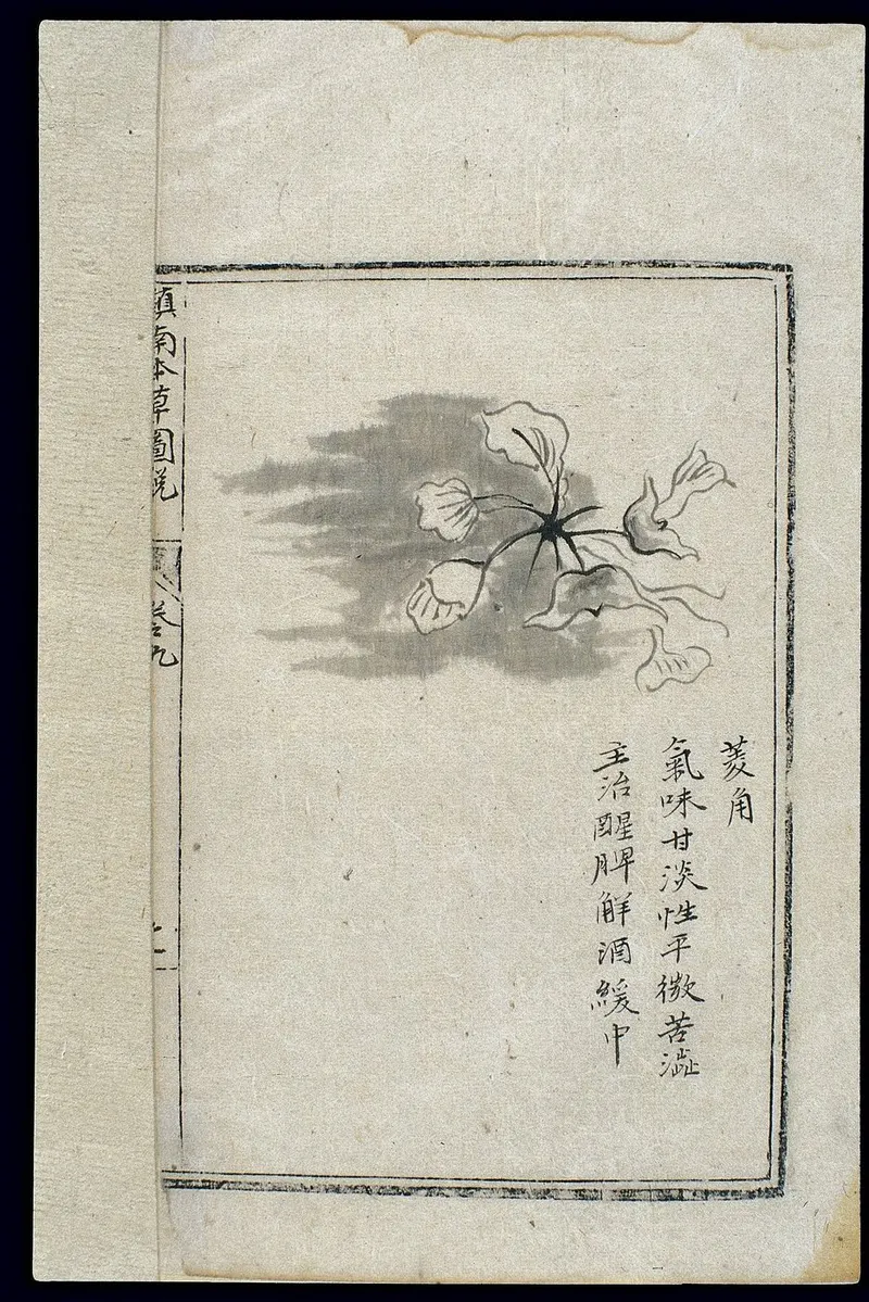 Chinese water chestnut plant showing foliage and plant structure.