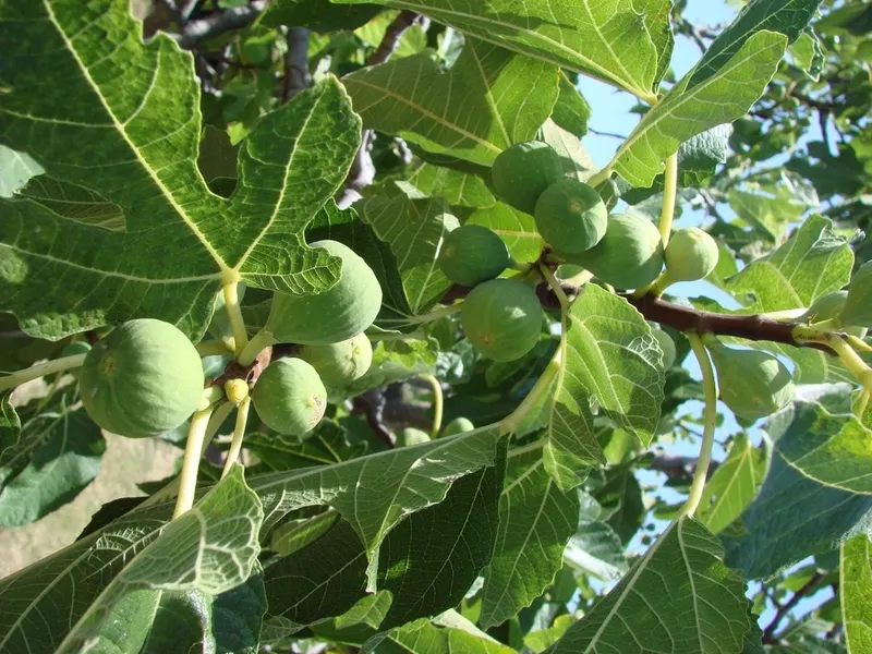 Representative common fig branch with lobed leaves and developing figs.