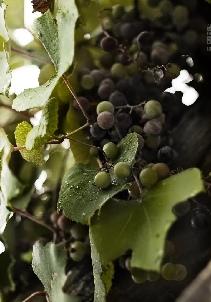 Concord grapes ripening among grapevine leaves.