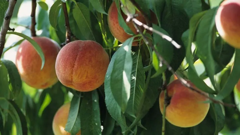 Peach fruit growing on leafy branches.