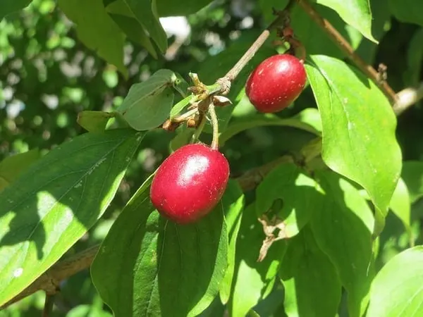 Cornelian cherry fruit on leafy stems.
