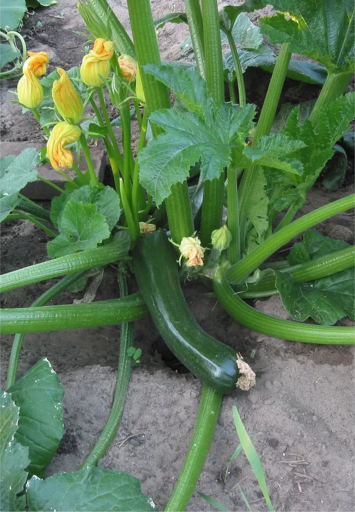 Zucchini fruit growing on a leafy squash plant.