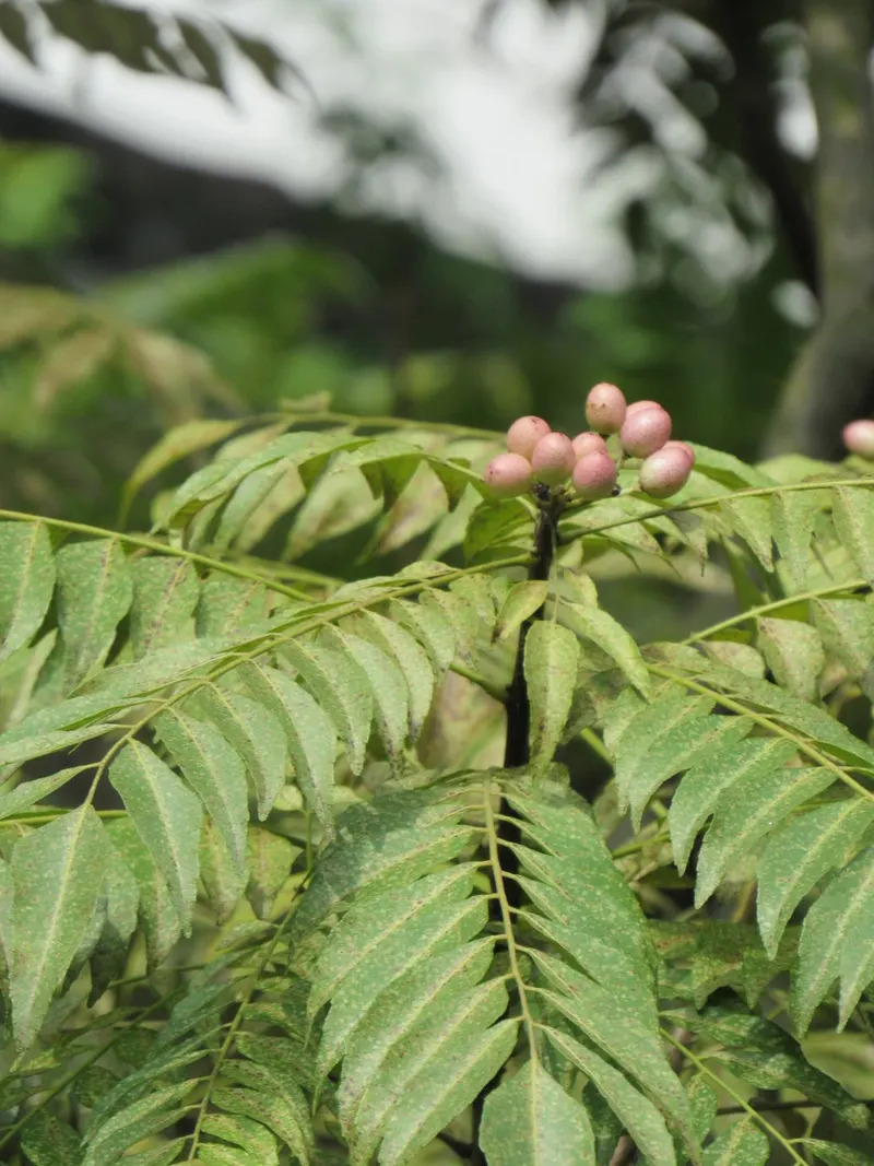 Curry leaf tree plant showing foliage and plant structure.