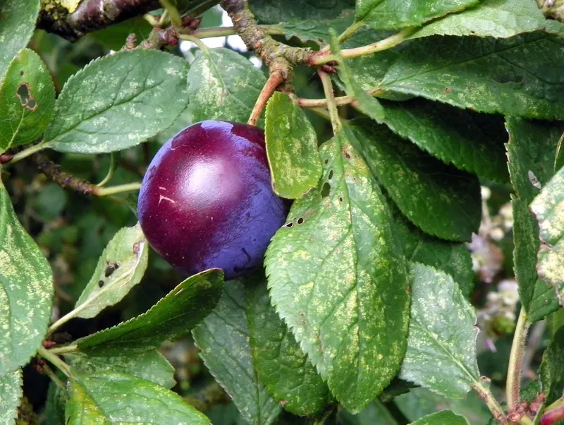 Damson plum fruit ripening on a leafy branch.