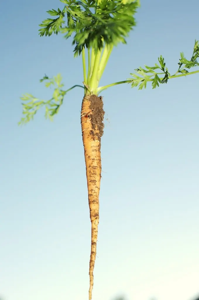 Carrot root with green stems attached.