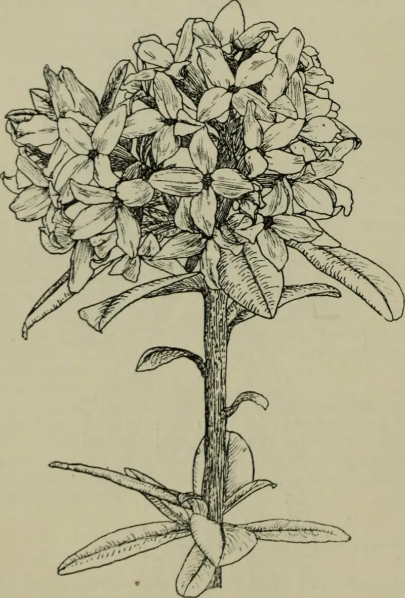 Winter daphne shrub showing foliage and plant structure.
