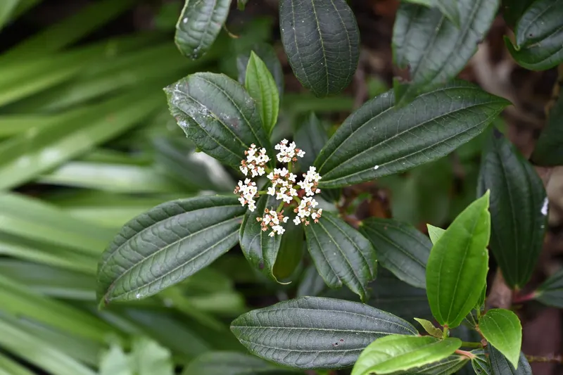 David viburnum shrub showing foliage and plant structure.