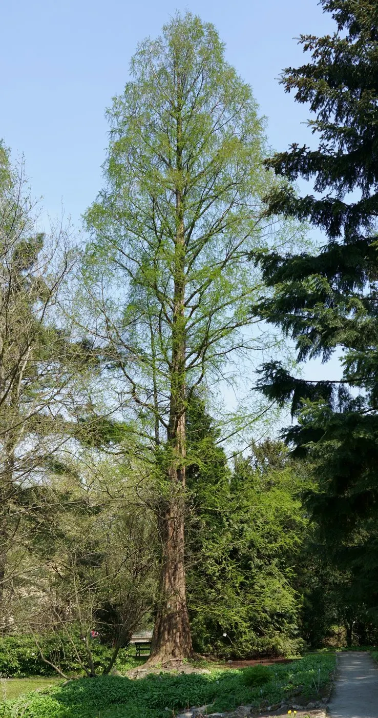 Dawn redwood tree showing foliage and plant structure.