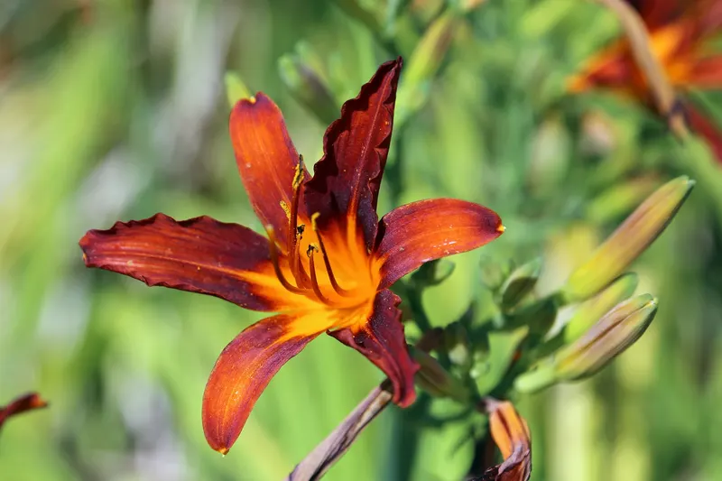 Daylily plant showing strappy leaves and lily-like flowers.