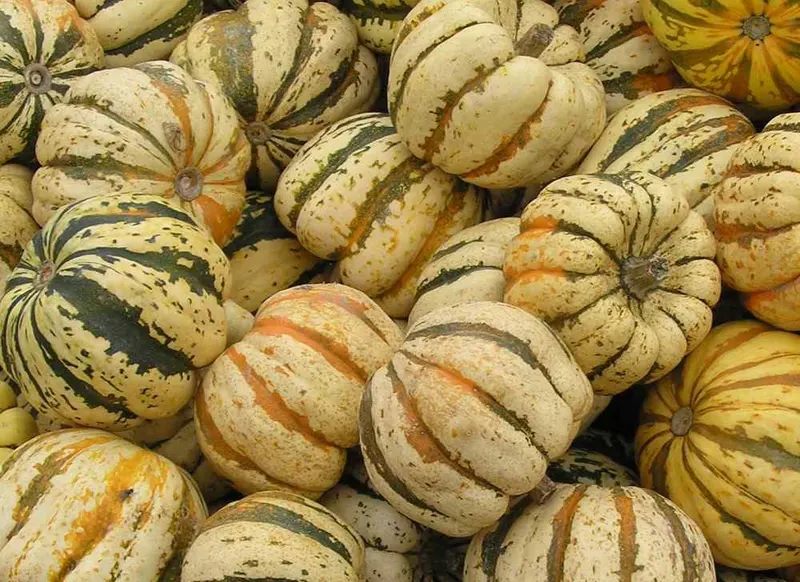 Striped Cucurbita pepo squash fruits after harvest.