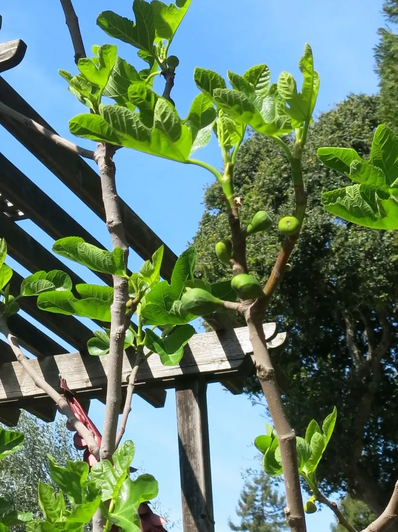 Green Desert King figs clustered on fruiting branches with lobed leaves.