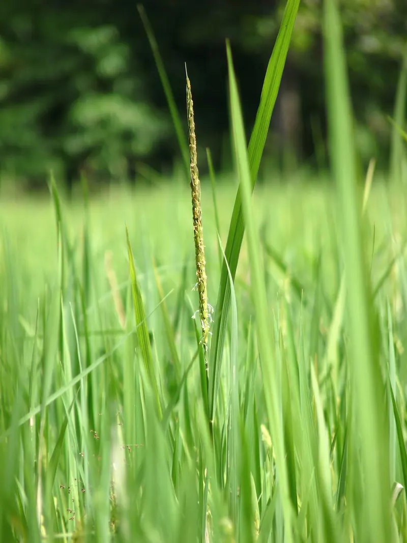 Upland rice plant showing foliage and plant structure.