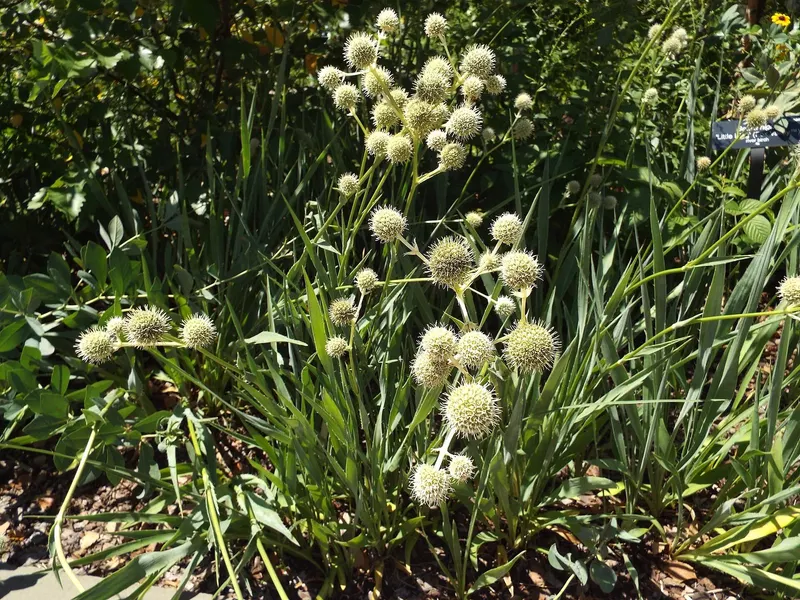 Rattlesnake master showing upright stems, spiky foliage, and round flower heads.