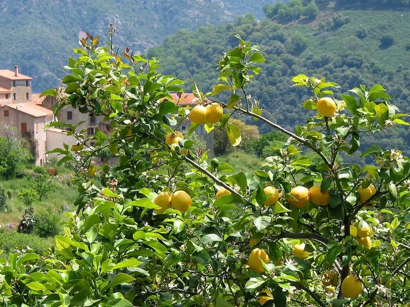 Lemon tree with yellow fruit and green leaves.