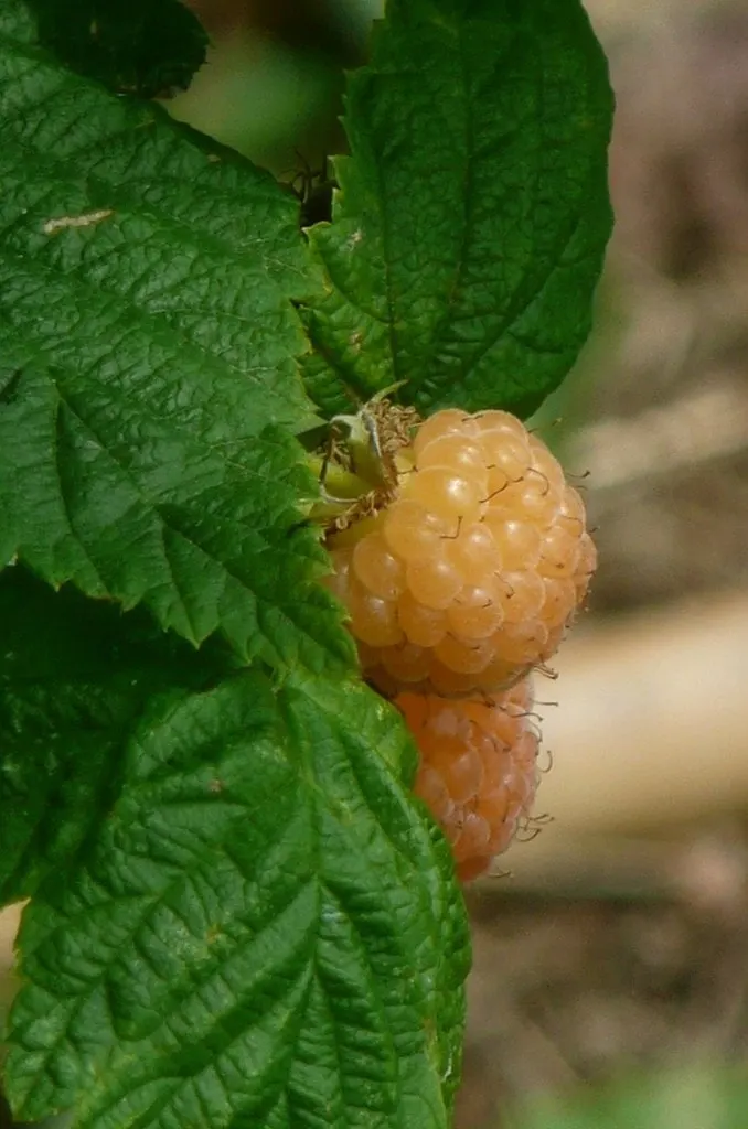 Yellow raspberries ripening beside green leaves.