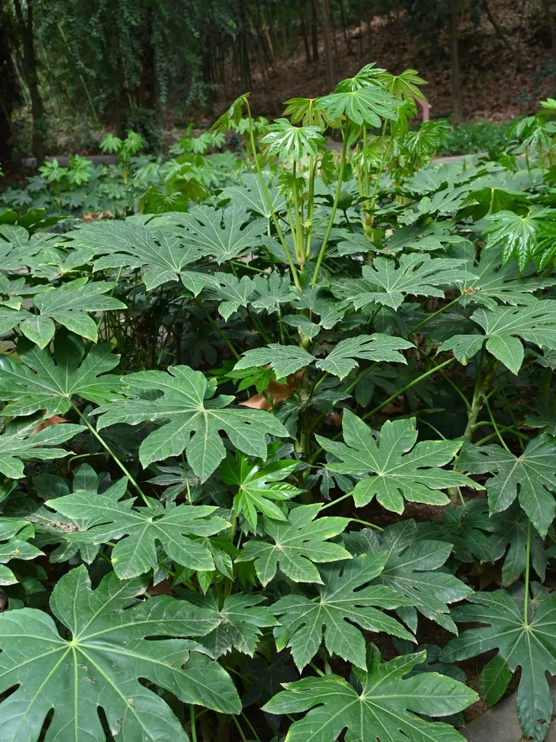 Fatsia japonica shrub showing foliage and plant structure.