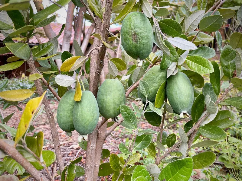 Pineapple guava tree fruiting heavily among gray-green leaves.