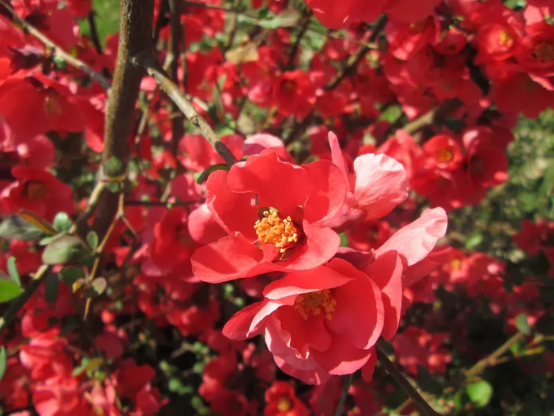 Flowering quince shrub showing foliage and plant structure.