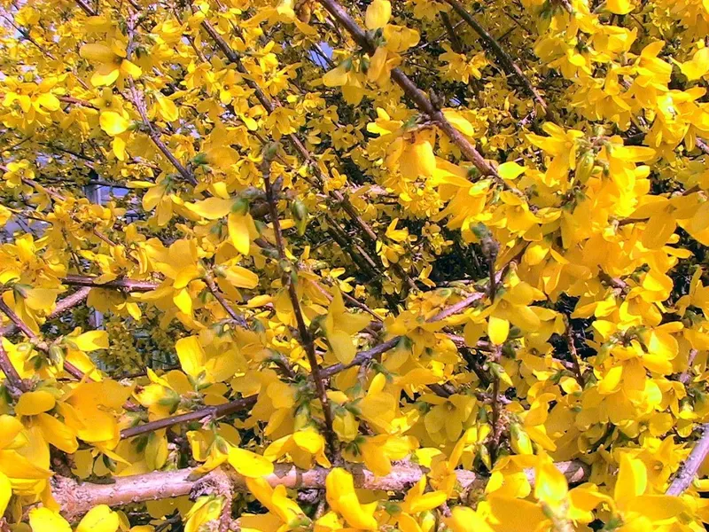 Forsythia shrub showing arching woody stems and yellow spring flowers.