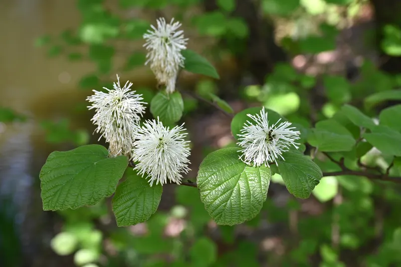 Fothergilla shrub showing rounded leaves and bottlebrush flowers.