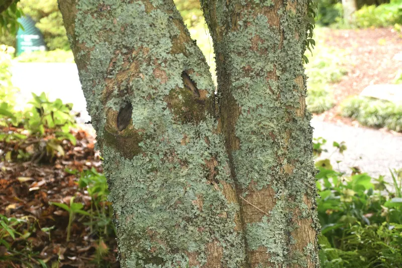 Fragrant tea olive shrub showing foliage and plant structure.