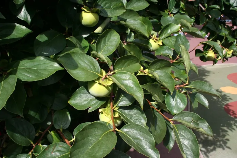 Chocolate persimmon tree showing foliage and plant structure.