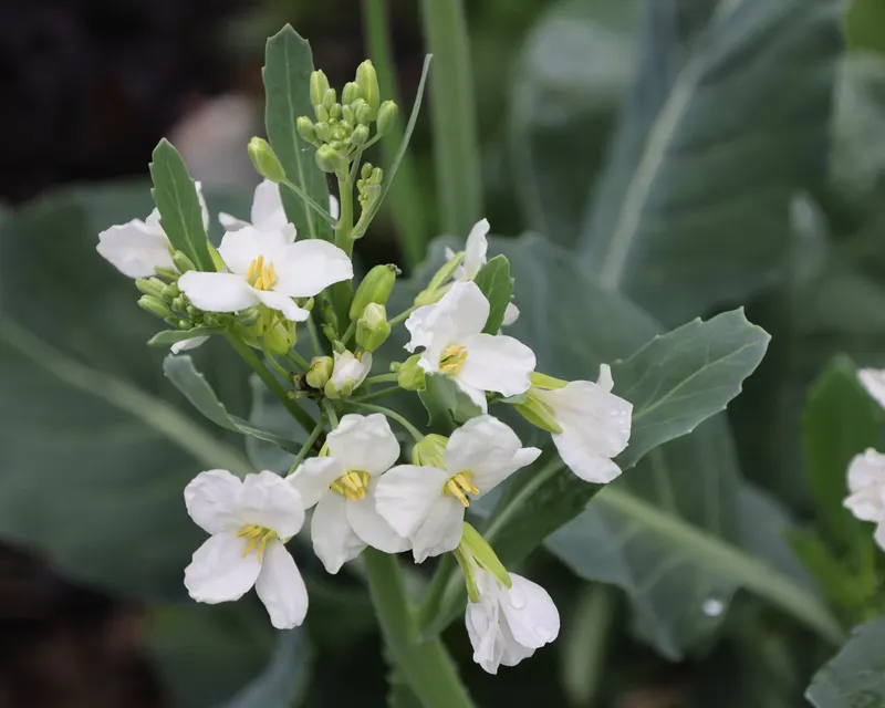 Gai lan Chinese broccoli plant showing foliage and plant structure.