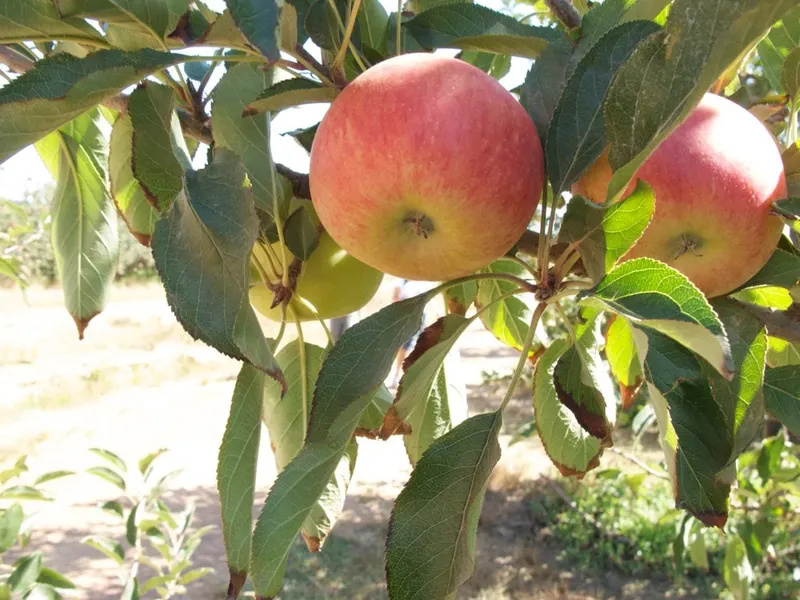 Royal Gala apples ripening on a leafy tree.