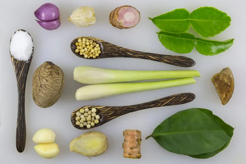 Galangal plant showing foliage and plant structure.