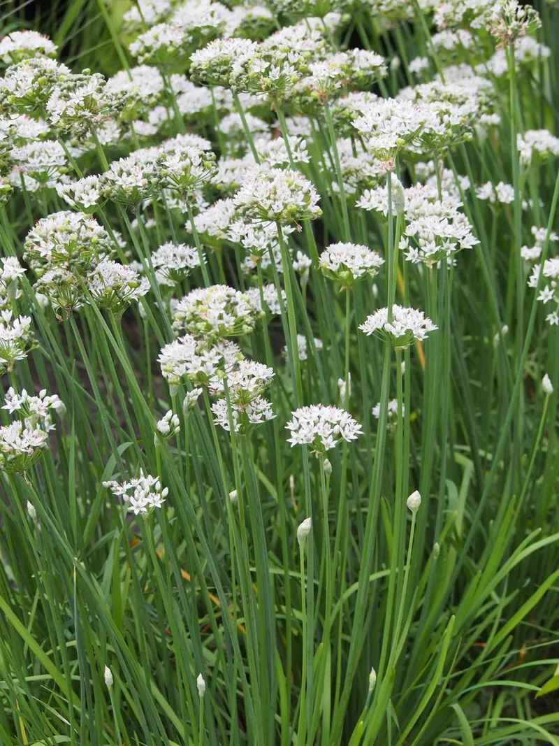 Japanese bunching onion plant showing foliage and plant structure.