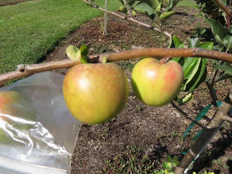 GoldRush apples on a branch with green leaves.