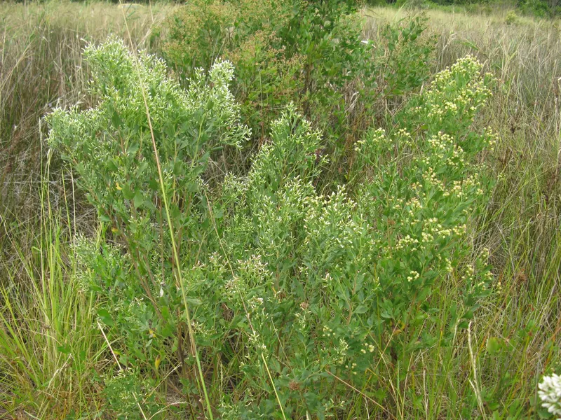 Groundsel bush showing woody stems, leaves, and pale late-season flowers.