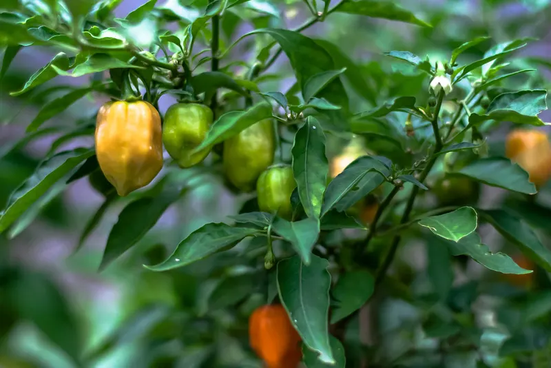 Habanero peppers ripening on a leafy pepper plant.