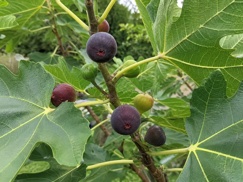 Hardy Chicago fig branch with ripe purple figs, green developing figs, and lobed leaves.