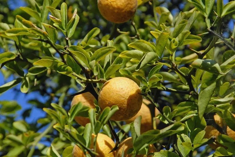 Hardy orange fruit growing among trifoliate leaves.